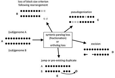 Excision Dominates Pseudogenization During Fractionation After Whole Genome Duplication and in Gene Loss After Speciation in Plants